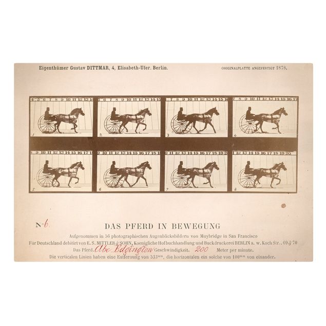 Eadweard Muybridge quadri Eadweard Muybridge - Il cavallo in movimento