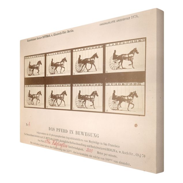 Stampa su tela Eadweard Muybridge - Il cavallo in movimento