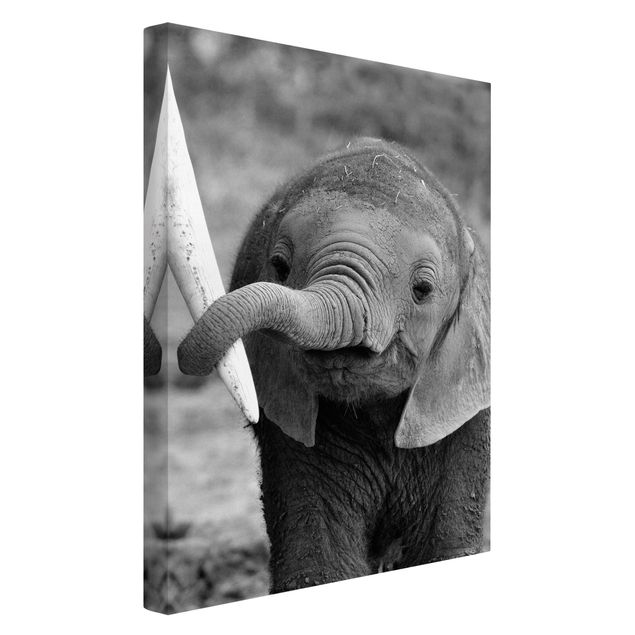 Quadro su tela animali Elefantino