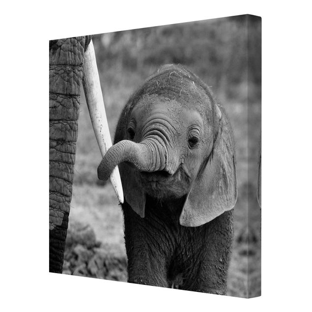 Stampa su tela Elefantino