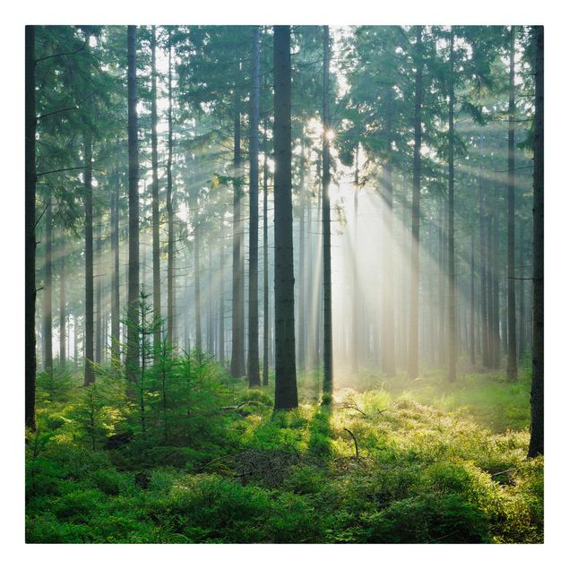 Stampa su tela - Enlightened Forest - Quadrato 1:1