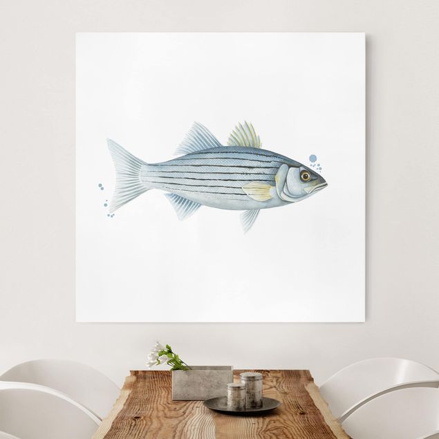 Quadri animali Pesca a colori - Persico bianco