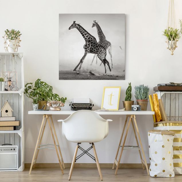 Stampe su tela bianco e nero Giraffe a caccia