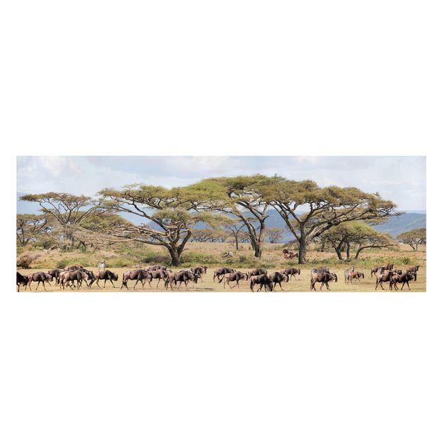 Stampe su tela paesaggio Mandria di gnu nella savana
