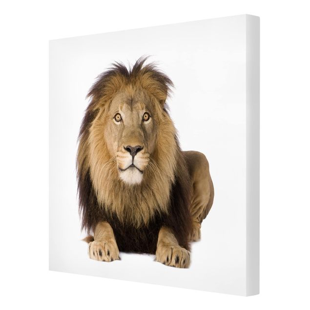 Stampa su tela - Lion King II - Quadrato 1:1