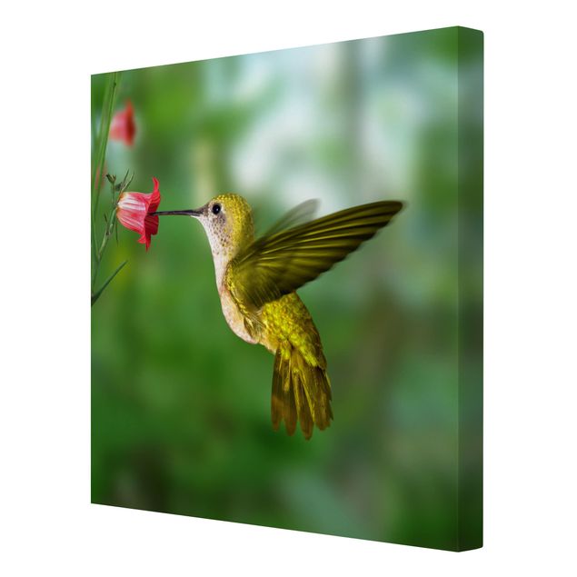 Stampa su tela - Hummingbird And Flower - Quadrato 1:1