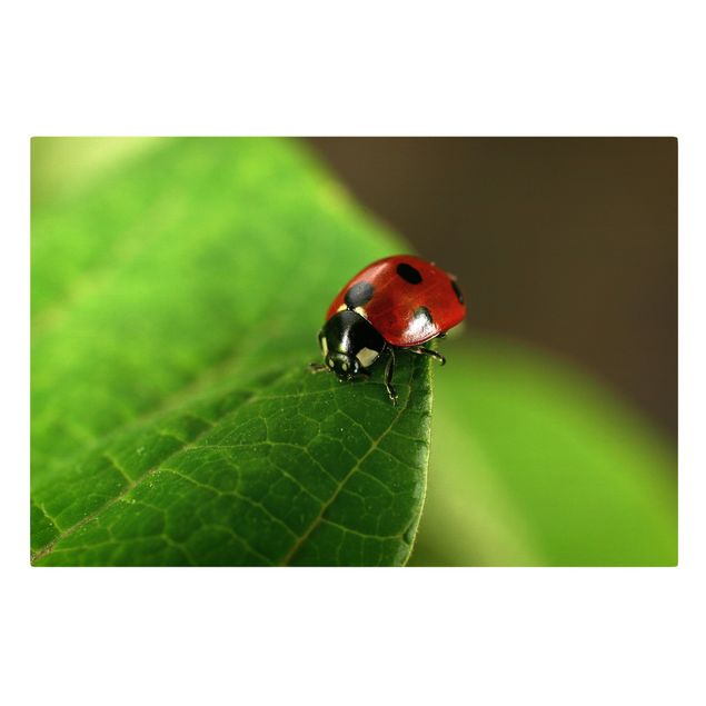 Stampa su tela - Ladybird - Orizzontale 3:2