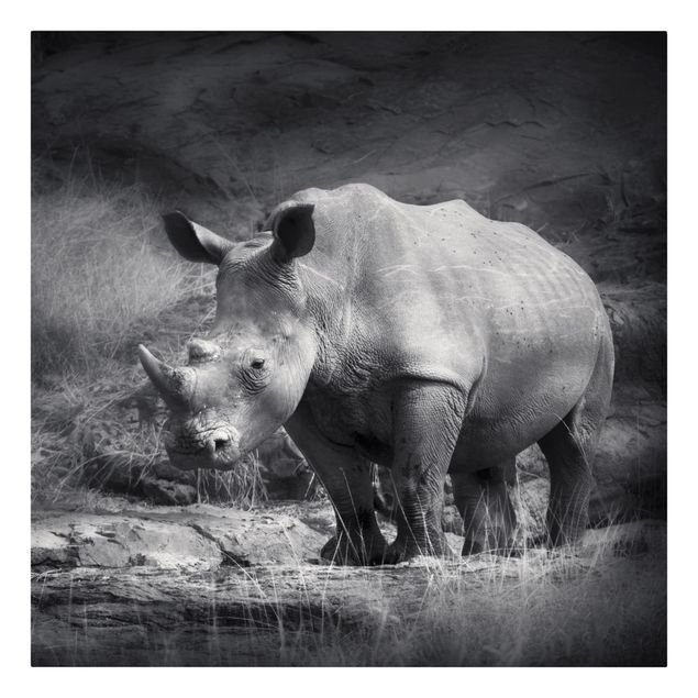 Stampe su tela Rinoceronte solitario