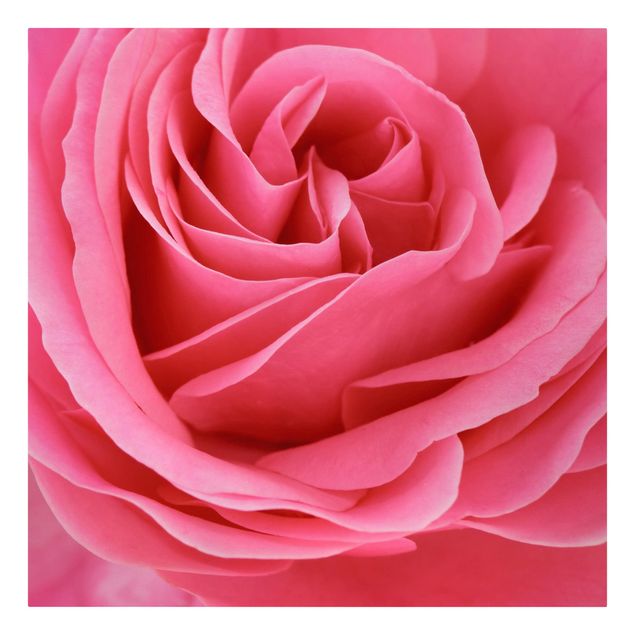 Stampa su tela - Lustful Pink Rose - Quadrato 1:1