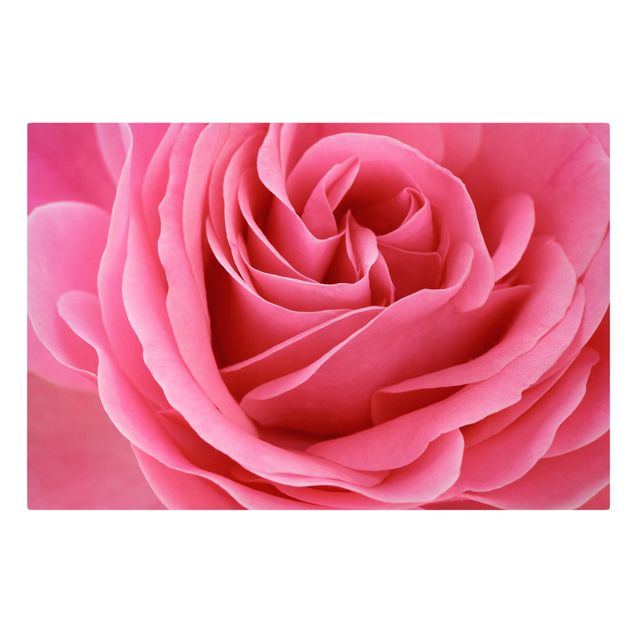 Stampa su tela - Lustful Pink Rose - Orizzontale 3:2