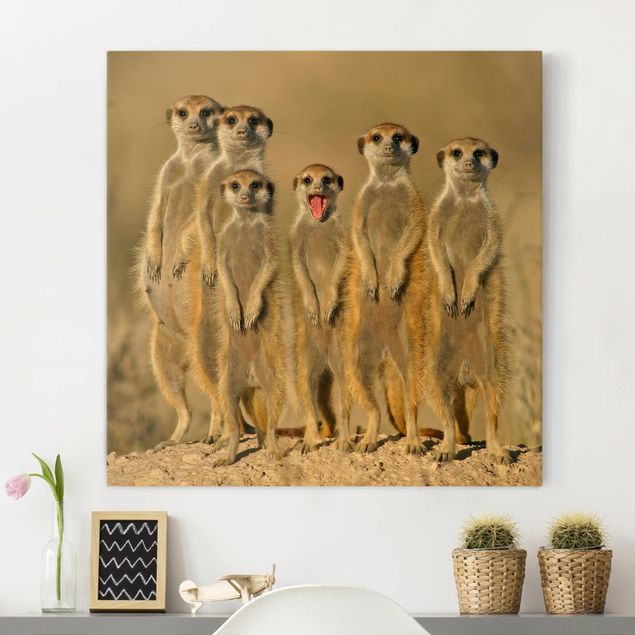 Quadri animali Famiglia di suricati