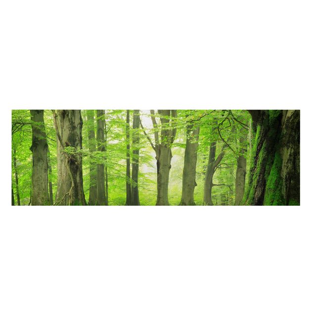 Stampa su tela - Mighty Beech Trees - Panoramico