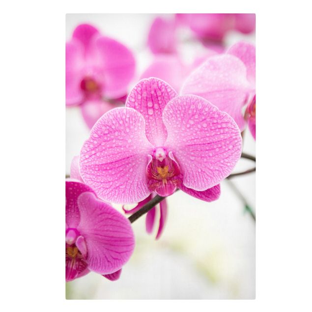 Stampa su tela Close orchid - Verticale 2:3