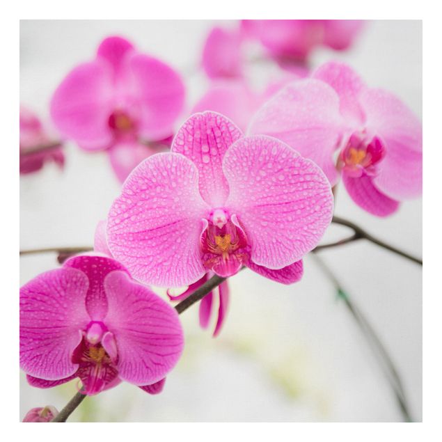 Stampa su tela - Close Orchid - Quadrato 1:1