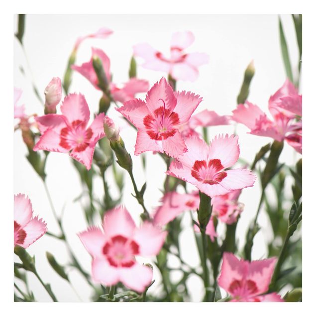 Stampa su tela - Pink Flowers - Quadrato 1:1