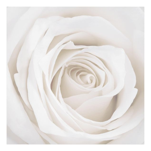 Stampa su tela - Pretty White Rose - Quadrato 1:1
