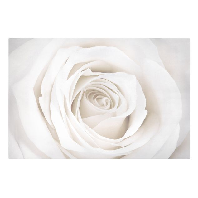 Stampa su tela - Pretty White Rose - Orizzontale 3:2