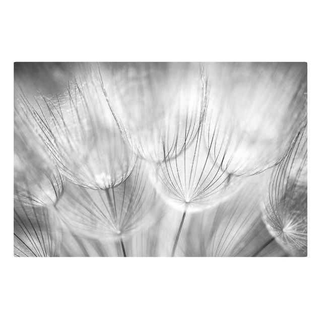 Stampe su tela Dandelions macro shot in black and white