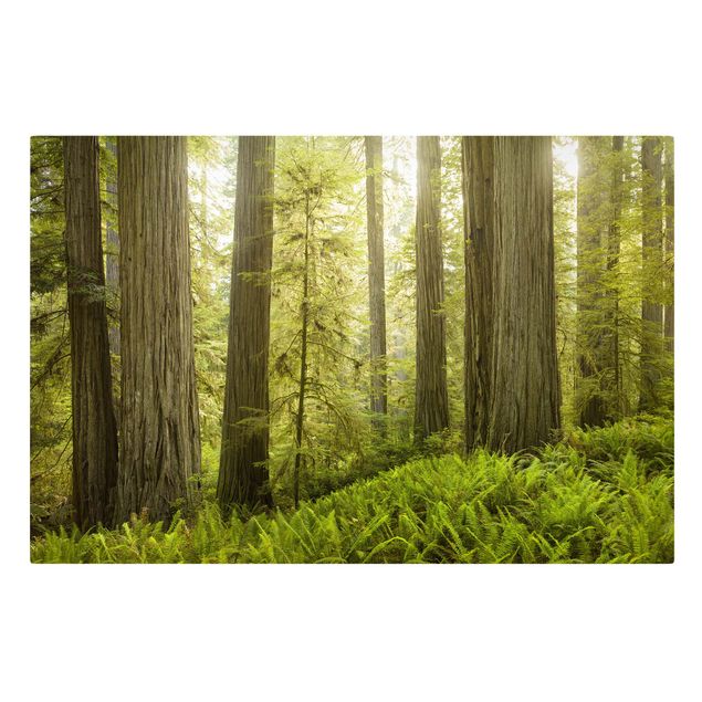 Stampa su tela - Redwood State Park Forest View - Orizzontale 3:2
