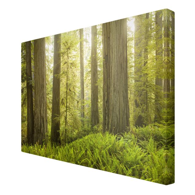 Stampa su tela - Redwood State Park Forest View - Orizzontale 3:2