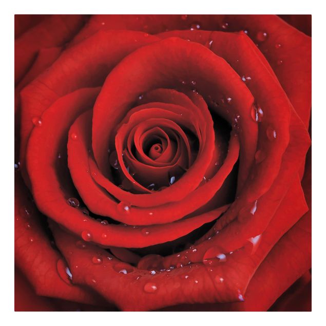 Stampa su tela - Red Rose With Water Drops - Quadrato 1:1