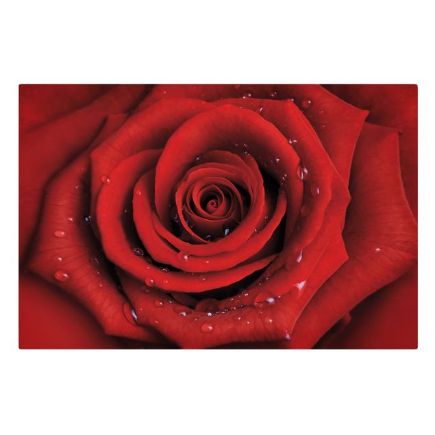 Stampa su tela - Red rose with water drops - Orizzontale 3:2