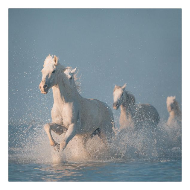 Stampa su tela Mandria di cavalli bianchi