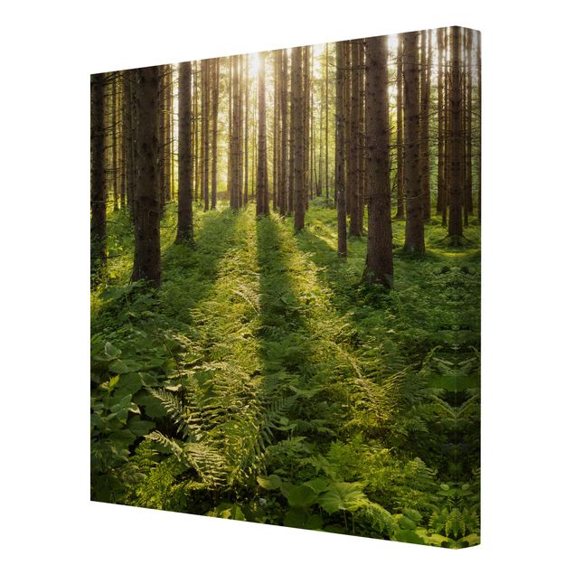 Stampa su tela - Sun Rays In Green Forest - Quadrato 1:1