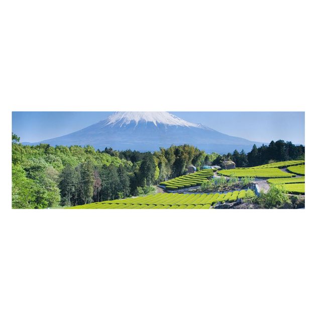 Quadri su tela Campi di tè davanti al Fuji