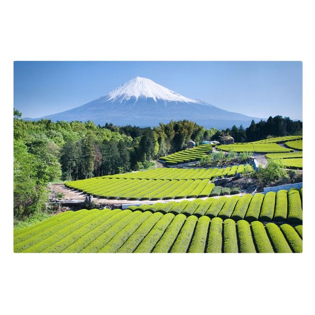 Stampa su tela Campi di tè davanti al Fuji