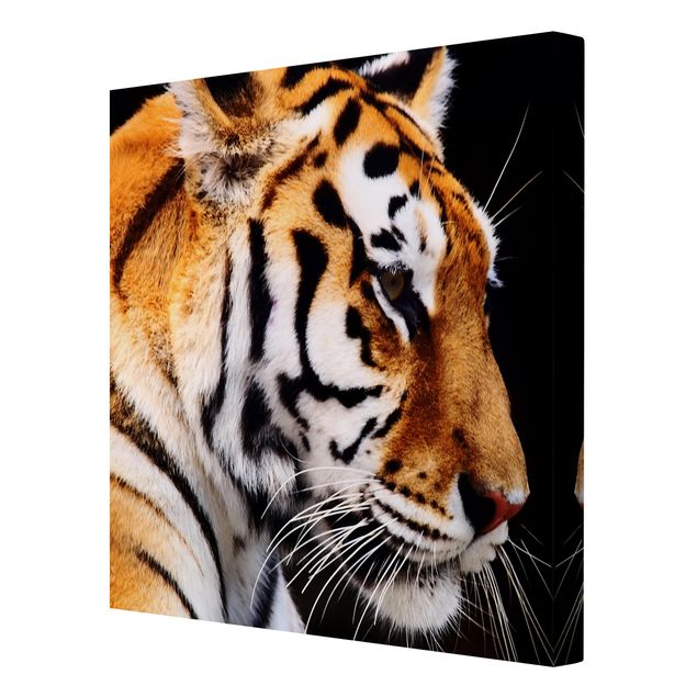 Stampe su tela Bellezza della tigre