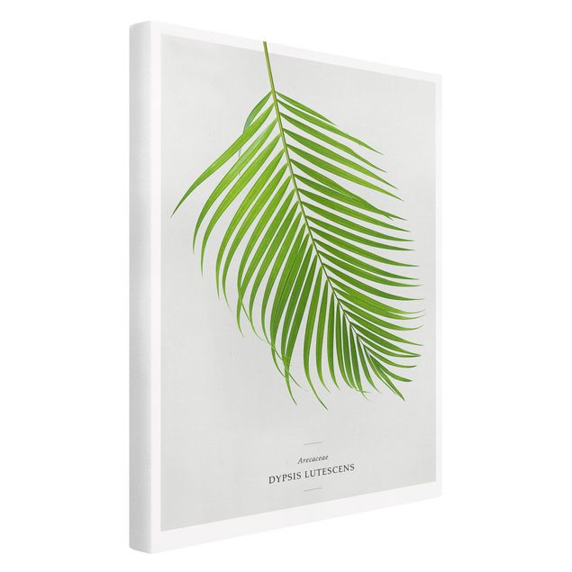 Stampa su tela - Tropical Leaf Areca Palm - Verticale 2:3