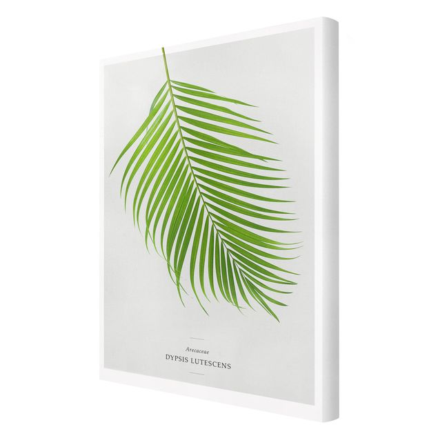 Stampa su tela - Tropical Leaf Areca Palm - Verticale 2:3