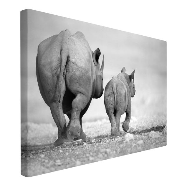 Stampe su tela Rinoceronti erranti II