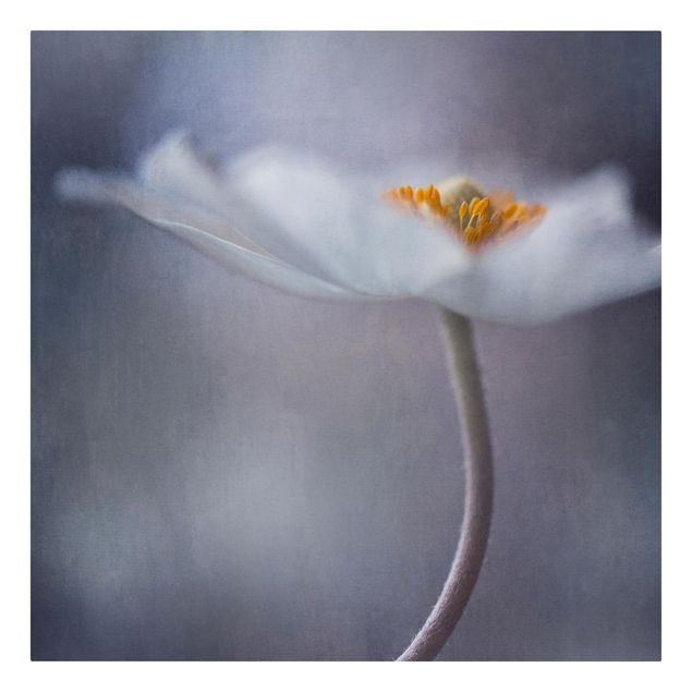 Stampa su tela - Anemone Fiore bianco - Quadrato 1:1