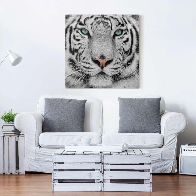 Tela leone Tigre bianca