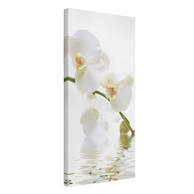 Stampe su tela Acque di orchidea bianca