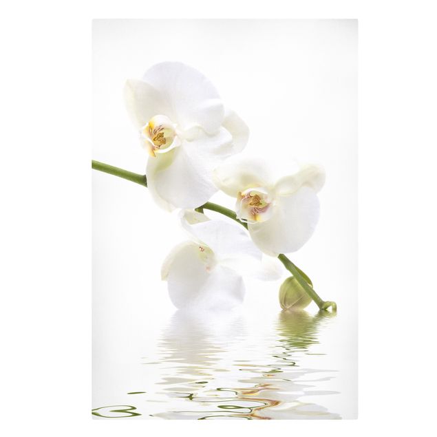 Stampa su tela White Orchid Waters - Verticale 2:3