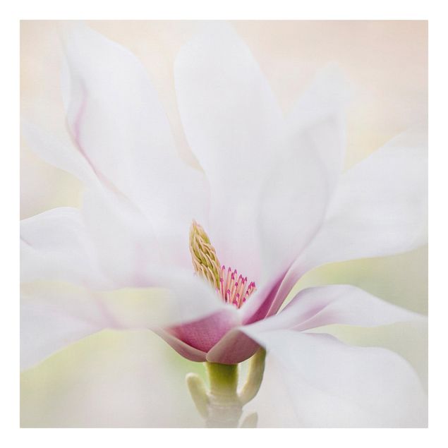 Stampa su tela - Delicate Magnolia Blossom - Quadrato 1:1