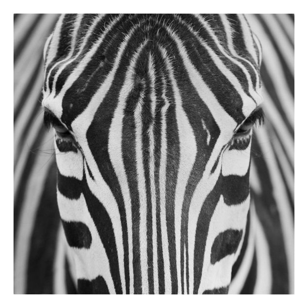 Quadri su tela Sguardo da zebra