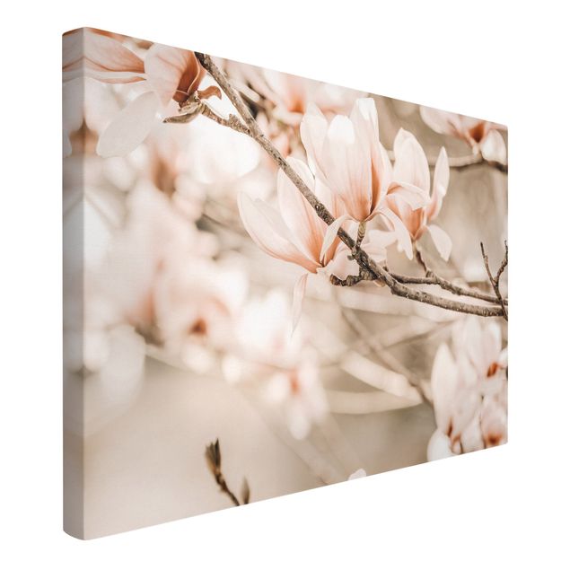 Quadri su tela Ramoscello di magnolia in stile vintage