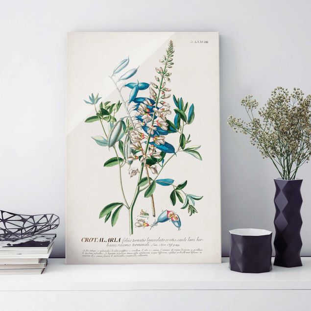 Lavagna magnetica vetro Illustrazione botanica vintage Legumi