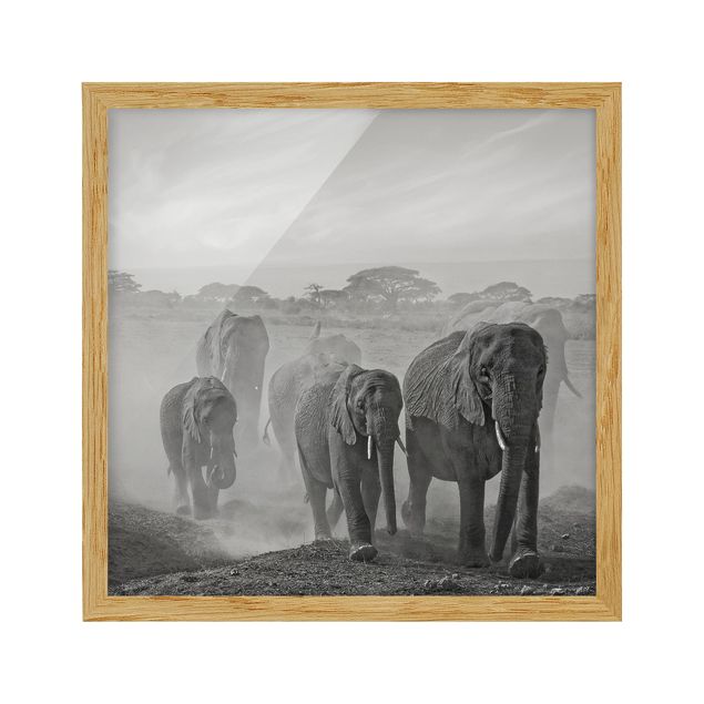 Poster con cornice - Herd Of Elephants - Quadrato 1:1