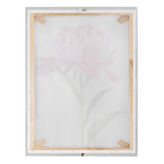 Quadri su tela - La fioritura rosa peonia su fondo bianco
