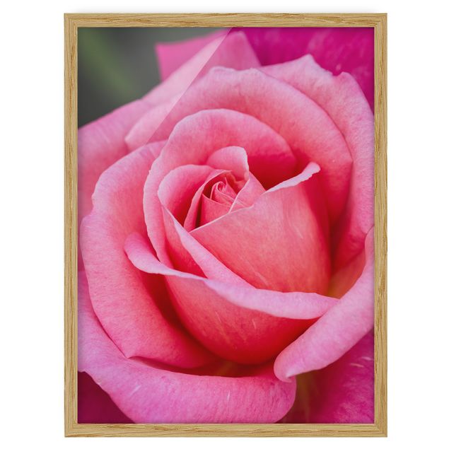Poster con cornice - Pink Rose Bloom di fronte al verde - Verticale 4:3
