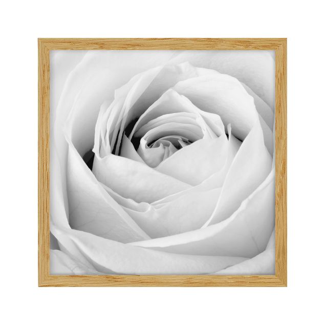 Poster con cornice - Close Up Rose - Quadrato 1:1