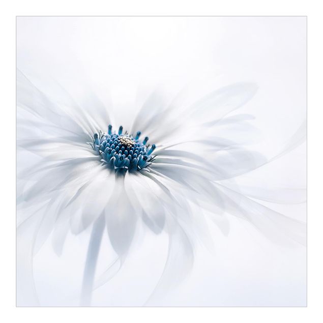 Carta da parati adesiva floreale - Margherita in blu - Formato quadrato