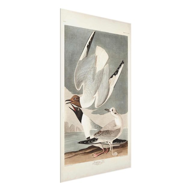 Quadro in vetro - Vintage Consiglio Bonaparte Gull - Verticale 3:2