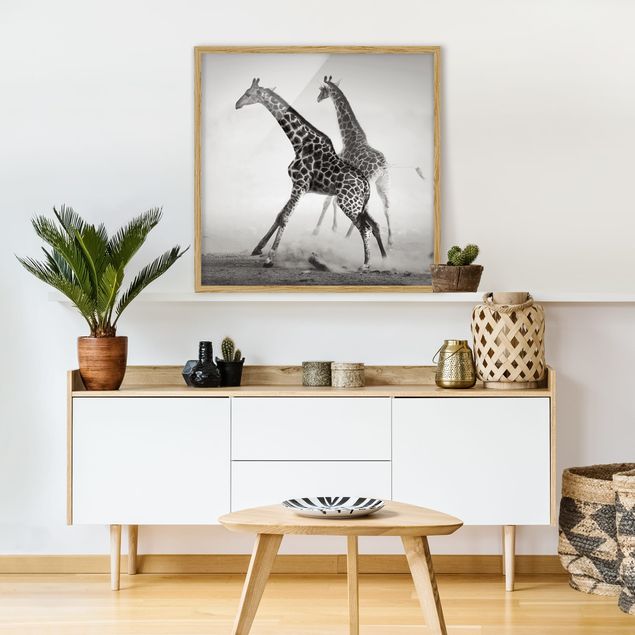 Poster con cornice - Giraffe Hunting - Quadrato 1:1