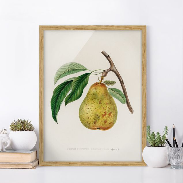 Poster con cornice - Botanica illustrazione d'epoca Yellow Pear - Verticale 4:3